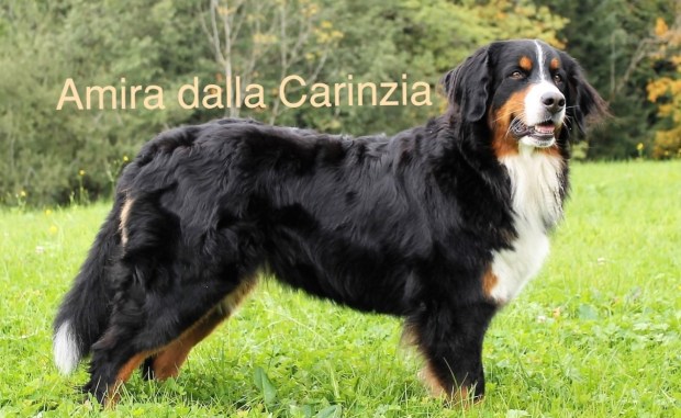 Collage 2017-12-25 14_43_21 (2)