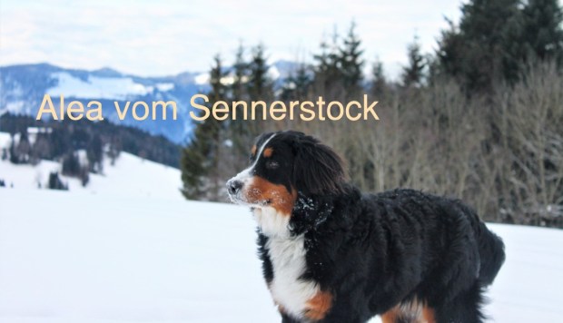 Alea vom Sennerstock1